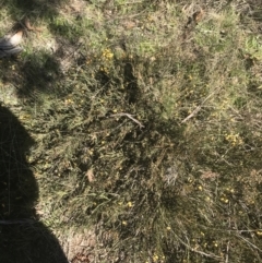 Bossiaea riparia at Mount Clear, ACT - 17 Oct 2021