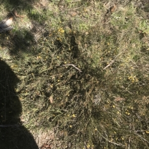 Bossiaea riparia at Mount Clear, ACT - 17 Oct 2021