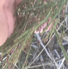 Bossiaea riparia at Mount Clear, ACT - 17 Oct 2021