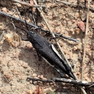 Cirphula pyrrhocnemis at Tennent, ACT - 18 Oct 2021