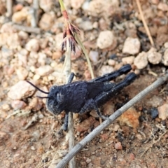 Cirphula pyrrhocnemis at Tennent, ACT - 18 Oct 2021