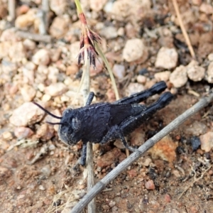 Cirphula pyrrhocnemis at Tennent, ACT - 18 Oct 2021