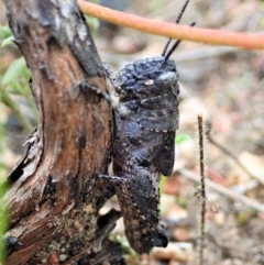 Cirphula pyrrhocnemis at Tennent, ACT - 18 Oct 2021