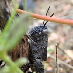 Cirphula pyrrhocnemis at Tennent, ACT - 18 Oct 2021