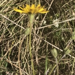 Leontodon saxatilis (Lesser Hawkbit, Hairy Hawkbit) at Mount Clear, ACT - 17 Oct 2021 by Tapirlord