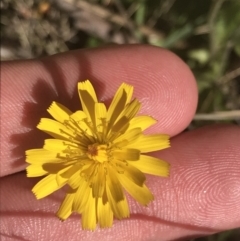 Leontodon saxatilis at Mount Clear, ACT - 17 Oct 2021