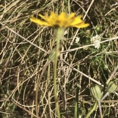 Leontodon saxatilis at Mount Clear, ACT - 17 Oct 2021