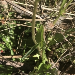 Leontodon saxatilis at Mount Clear, ACT - 17 Oct 2021