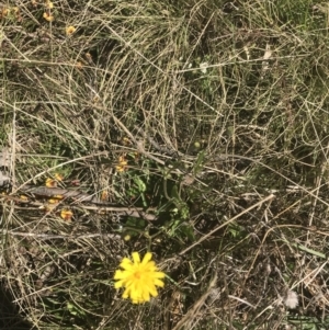 Leontodon saxatilis at Mount Clear, ACT - 17 Oct 2021 03:47 PM