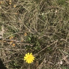 Leontodon saxatilis at Mount Clear, ACT - 17 Oct 2021