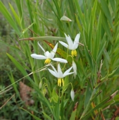 Stypandra glauca (Nodding Blue Lily) at Tennent, ACT - 18 Oct 2021 by CathB