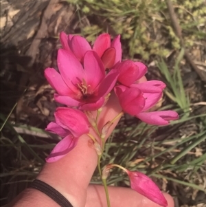 Ixia sp. at Garran, ACT - 18 Oct 2021 03:40 PM