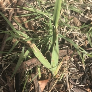 Ixia sp. at Garran, ACT - 18 Oct 2021 03:40 PM