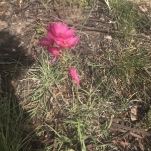 Ixia sp. at Garran, ACT - 18 Oct 2021 03:40 PM