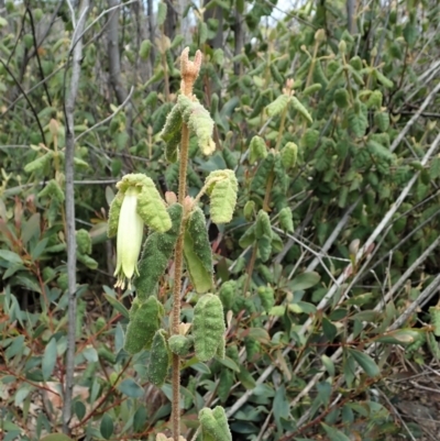 Correa reflexa var. reflexa (Common Correa, Native Fuchsia) at Namadgi National Park - 18 Oct 2021 by CathB