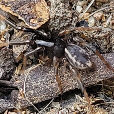 Unidentified Other hunting spider at Holt, ACT - 22 Oct 2021 by trevorpreston