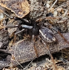 Unidentified Other hunting spider at Holt, ACT - 22 Oct 2021 by tpreston