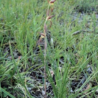 Lyperanthus suaveolens (Brown Beaks) at Black Mountain - 16 Oct 2021 by CathB