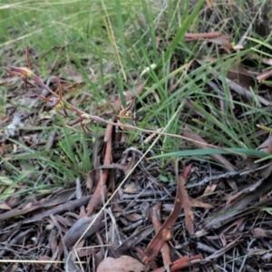 Lyperanthus suaveolens at Aranda, ACT - 16 Oct 2021