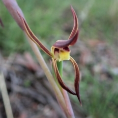 Lyperanthus suaveolens at Aranda, ACT - suppressed