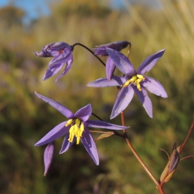 Stypandra glauca (Nodding Blue Lily) at Theodore, ACT - 22 Sep 2021 by MichaelBedingfield