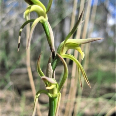 Lyperanthus suaveolens (Brown Beaks) at Aranda, ACT - 8 Oct 2006 by CathB