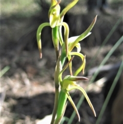 Lyperanthus suaveolens at Aranda, ACT - 8 Oct 2006