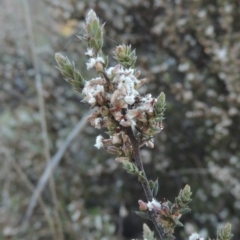 Styphelia attenuata (Small-leaved Beard Heath) at Theodore, ACT - 22 Sep 2021 by MichaelBedingfield