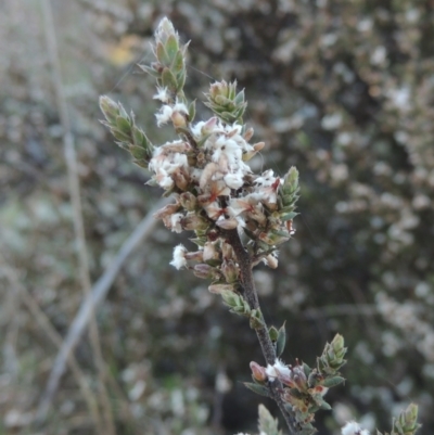 Styphelia attenuata (Small-leaved Beard Heath) at Theodore, ACT - 22 Sep 2021 by MichaelBedingfield