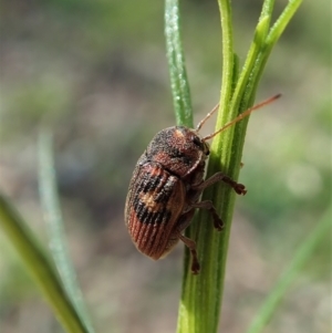 Cadmus (Cadmus) crucicollis at Aranda, ACT - 16 Oct 2021