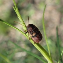 Cadmus (Cadmus) crucicollis at Aranda, ACT - 16 Oct 2021