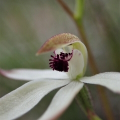 Caladenia cucullata (Lemon Caps) at Bruce, ACT - 16 Oct 2021 by CathB