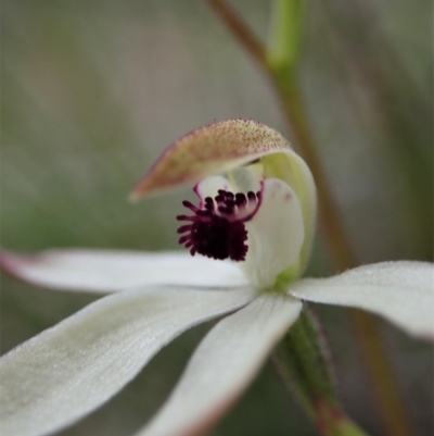 Caladenia cucullata (Lemon Caps) at Black Mountain - 16 Oct 2021 by CathB