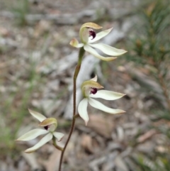 Caladenia cucullata at Bruce, ACT - suppressed