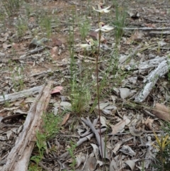 Caladenia cucullata at Bruce, ACT - suppressed