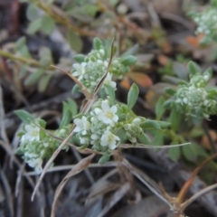 Poranthera microphylla (Small Poranthera) at Theodore, ACT - 22 Sep 2021 by michaelb