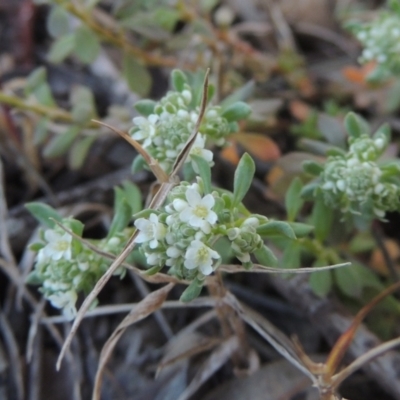 Poranthera microphylla (Small Poranthera) at Tuggeranong Hill - 22 Sep 2021 by michaelb