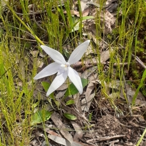 Glossodia major at Undefined Area - suppressed