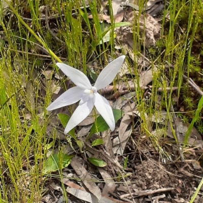 Glossodia major (Wax Lip Orchid) at Point 455 - 22 Oct 2021 by RosieTracie