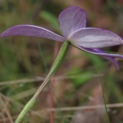 Glossodia major (Wax Lip Orchid) at Bruce Ridge to Gossan Hill - 16 Oct 2021 by AndyRoo
