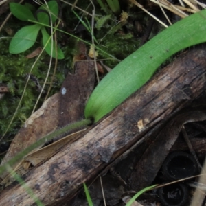 Glossodia major at Bruce, ACT - suppressed