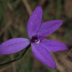 Glossodia major at Bruce, ACT - suppressed