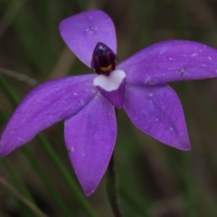 Glossodia major at Bruce, ACT - suppressed