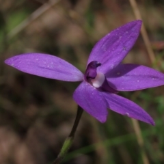 Glossodia major at Bruce, ACT - suppressed