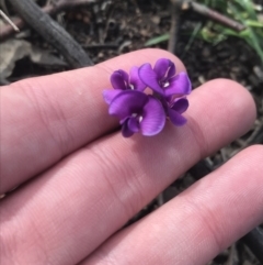 Swainsona sericea (Silky Swainson-Pea) at Red Hill to Yarralumla Creek - 18 Oct 2021 by Tapirlord