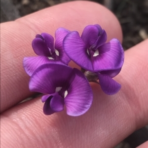 Swainsona sericea at Red Hill, ACT - 18 Oct 2021