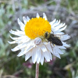 Lehtinelagia prasina at Googong, NSW - 22 Oct 2021