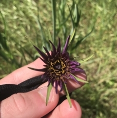 Tragopogon porrifolius subsp. porrifolius (Salsify, Oyster Plant) at Red Hill to Yarralumla Creek - 19 Oct 2021 by Tapirlord