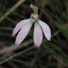 Caladenia carnea (Pink Fingers) at Bruce, ACT - 16 Oct 2021 by AndyRoo