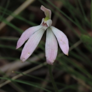 Caladenia carnea at Bruce, ACT - 16 Oct 2021